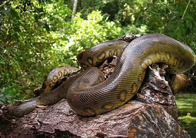 Que simboliza a sucuri na selva