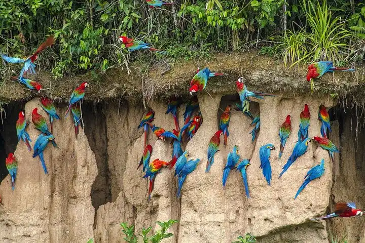 tambopata tours