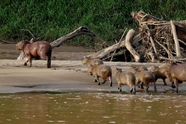 3 dias em Tambopata