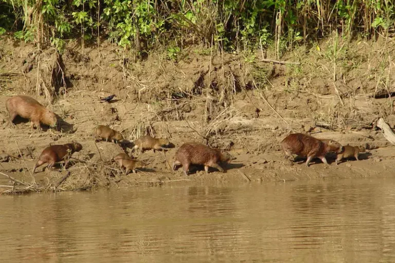 Passeio combinado Trilha Inca e Manu Amazônia