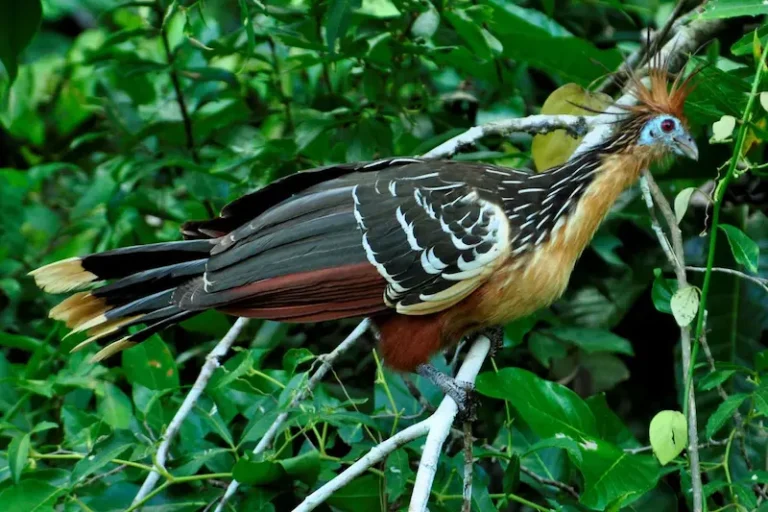 Trilha Inca e Selva Manu 8 dias