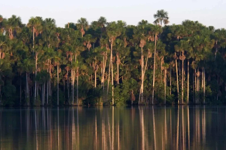 Upper-Tambopata-Chuncho-Macaw-Clay-Lick-and-Sandoval-Lake-5-Days-12