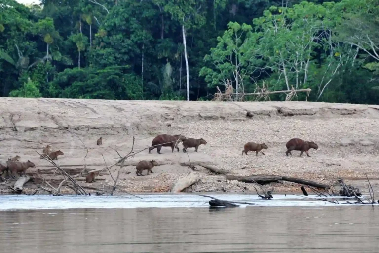 Upper-Tambopata-Chuncho-Macaw-Clay-Lick-and-Sandoval-Lake-5-Days-7