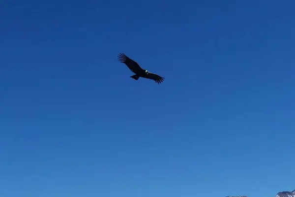 cânion do colca tour 2