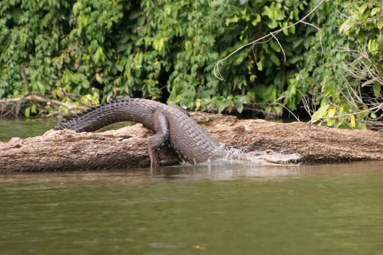 passeio Trilha Inca e Selva Manu Amazônia 8 dias