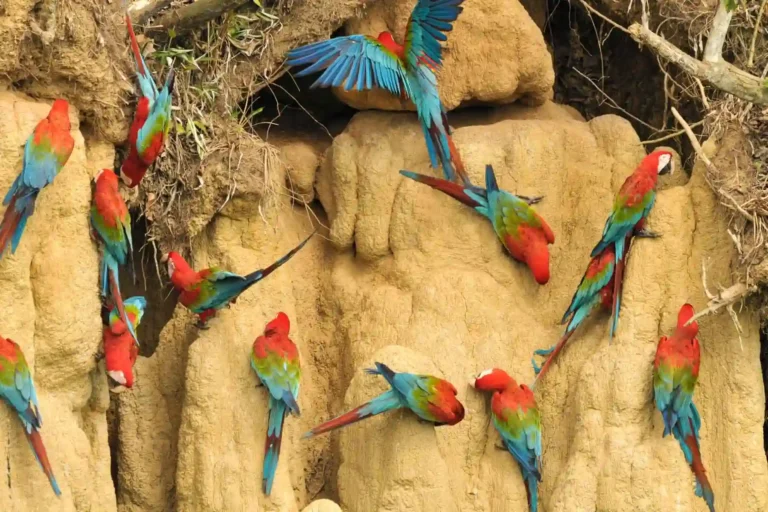 reserva nacional tambopata 3 dias