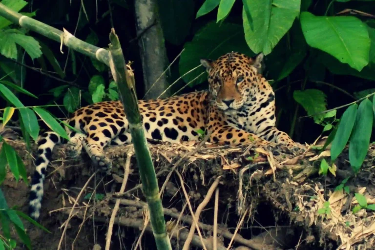tambopata-rainforest