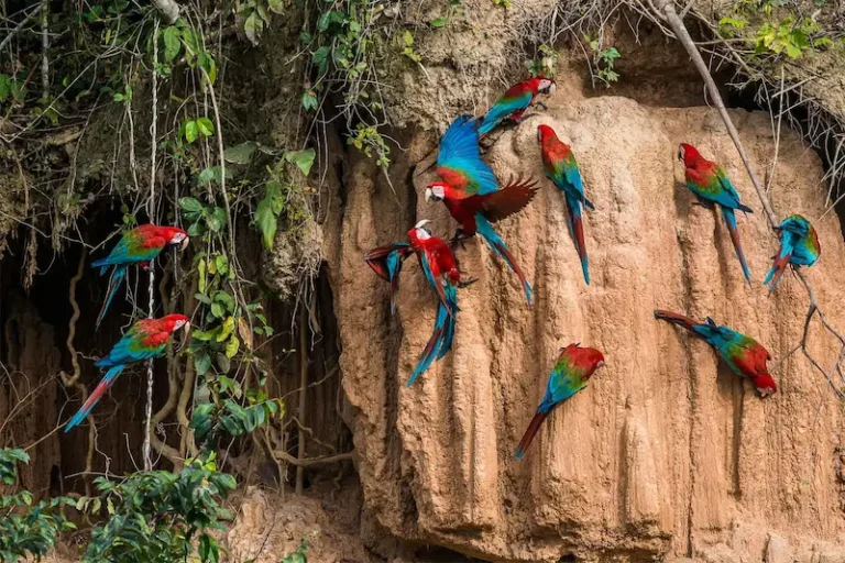 tour Trilha Inca e Selva Manu Amazônia 8 dias