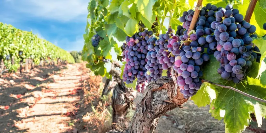 Degustação de pisco e vinhos locais