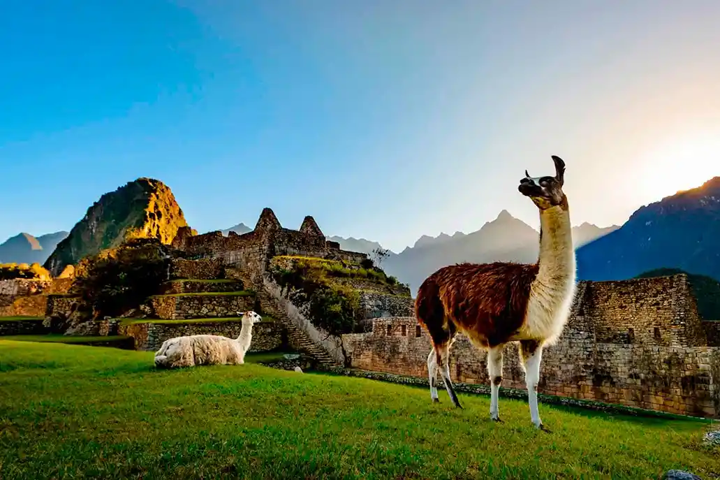 fauna cusco passeios