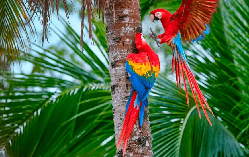 passeios no Parque Nacional de Manu fauna