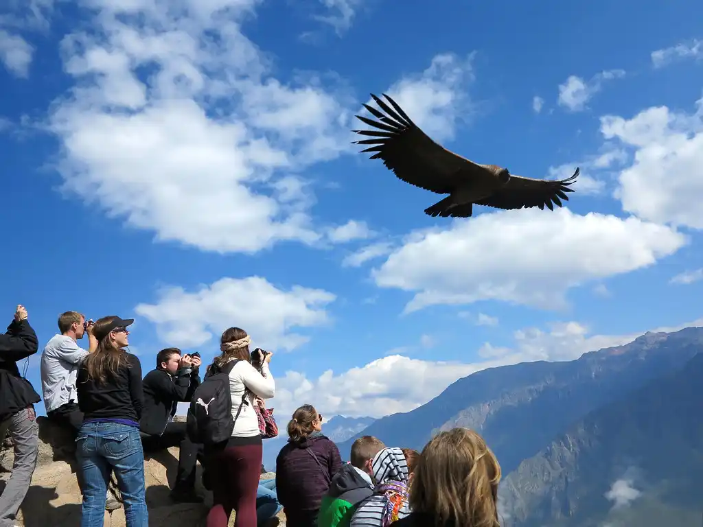 Passeios pelo Cânion do Colca condor