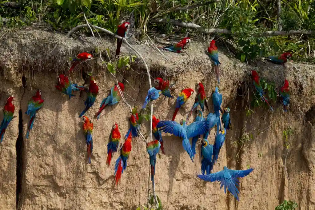 Principais atrações de Puerto Maldonado