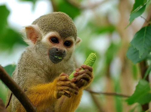tours na Reserva de Tambopata