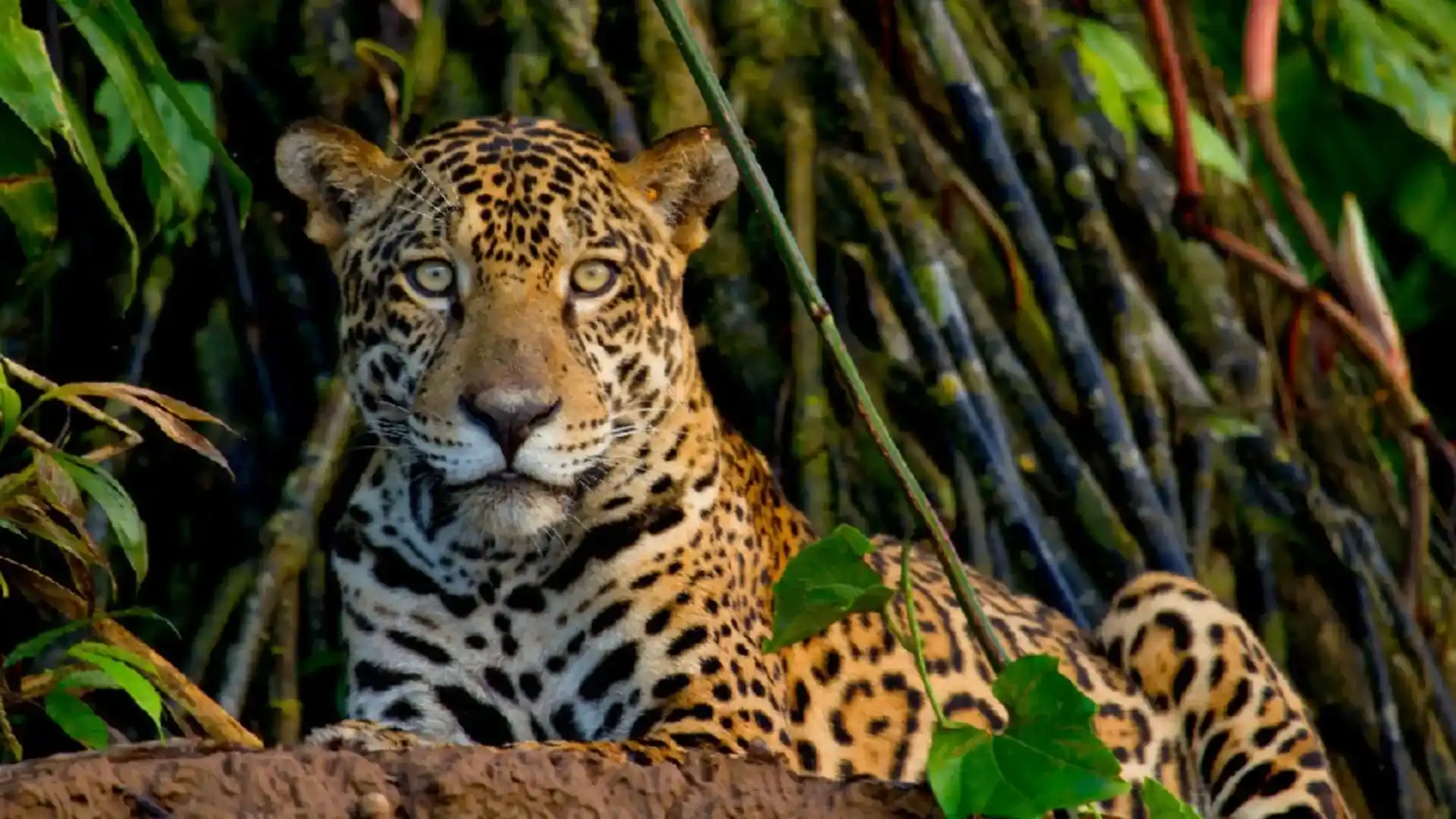 viagens para Tambopata