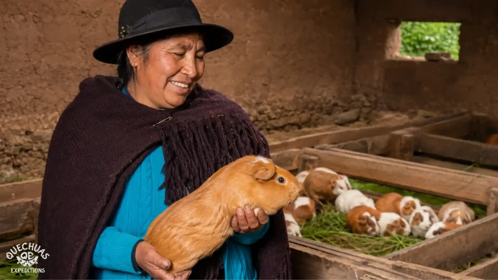 Dia Nacional do Cuy no Peru